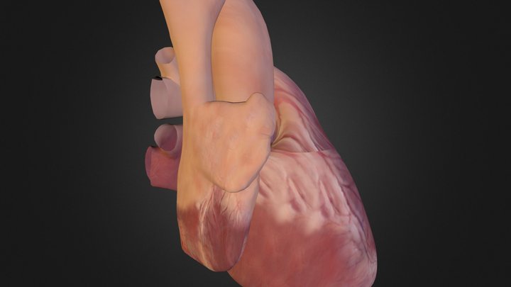 Heart_test_A 3D Model
