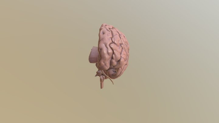 Brain from 3d scan 3D Model