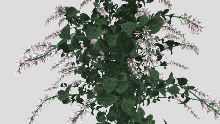 Alpine Flower 3d model 3D Model