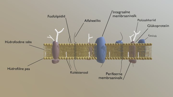 Plasmamembraan 3D Model