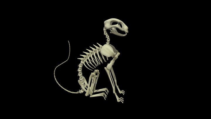 Cat Skeleton