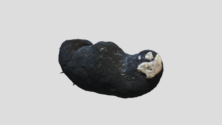 Shark Coprolite With Inclusion 3D Model
