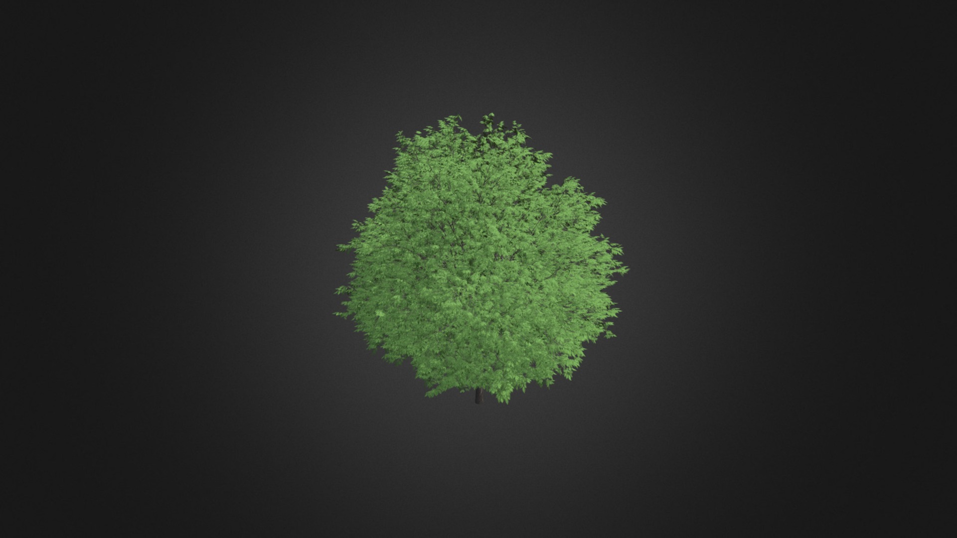 3D model Common Walnut Tree (Juglans regia) 3m - This is a 3D model of the Common Walnut Tree (Juglans regia) 3m. The 3D model is about a tree with green leaves.