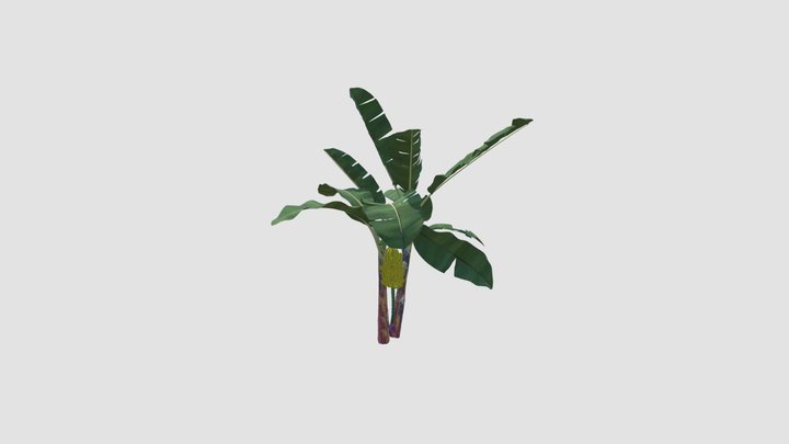 Musa acuminata Plant 3D Model