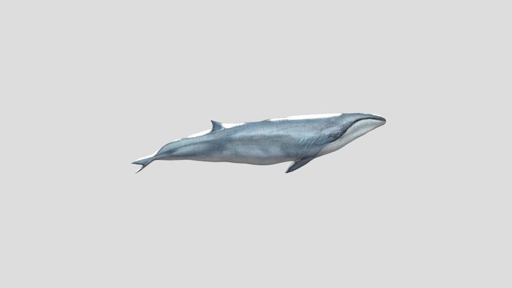 Whale 3D Model