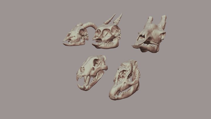 Skull pack 1 3D Model