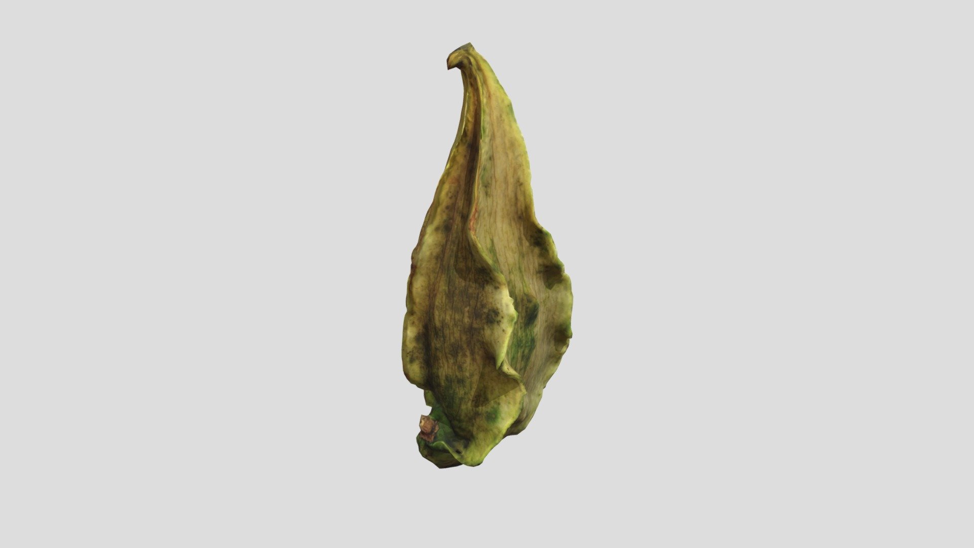 Gonolobus fruti