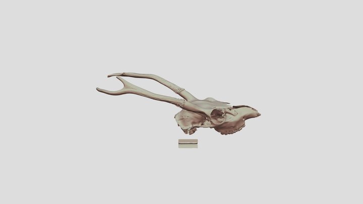 エゾシカ　頭骨 3D Model