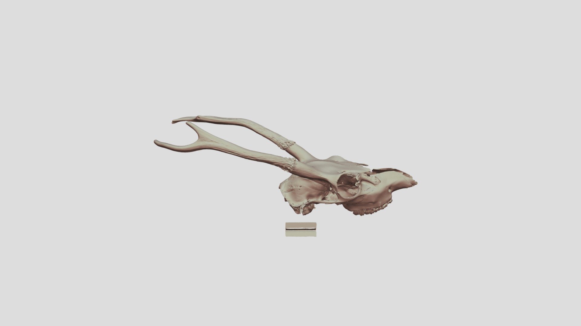 エゾシカ 頭骨 - 3D model by Paleolabo (@Paleolabo) [03156c1]