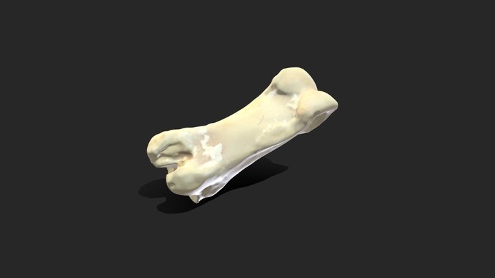 Phalange 3D Model