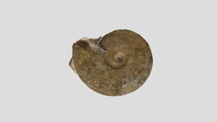 Fossil C6 Merge NIR_mesh 3D Model