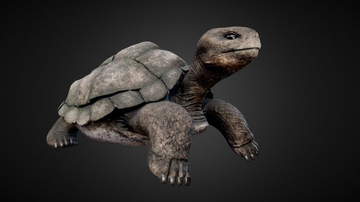 Tortoise - turtle 3D Model