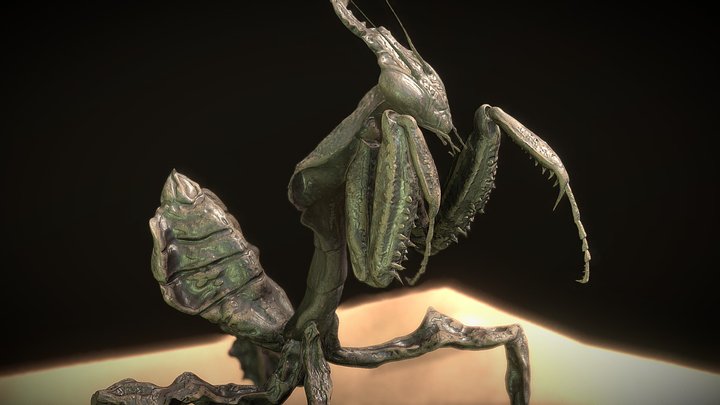 Ghost Mantis (Phyllocrania paradoxa) 3D Model