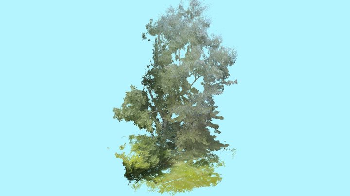 Birch and Surroundings 3D Model