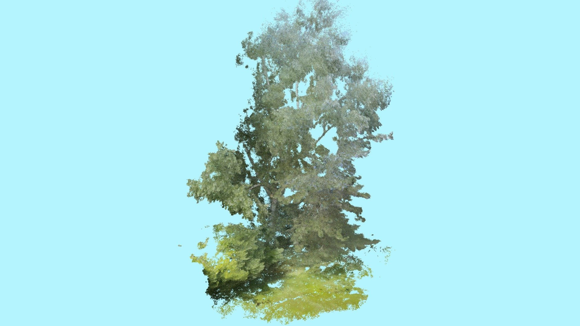 Birch and Surroundings - Download Free 3D model by Aerial Arborist ...
