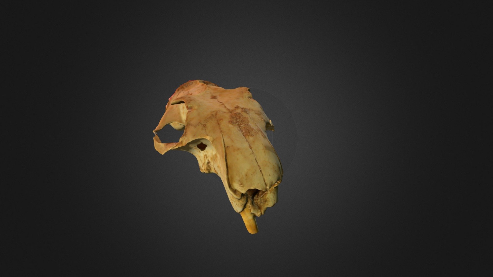 Skull of Alpine marmot (scan by Ivan Reljić) - 3D model by 3D