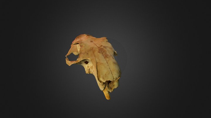 Skull of Alpine marmot (scan by Ivan Reljić) 3D Model
