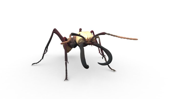 Eciton Burchellii – Kostenloses 3D-Modell STL