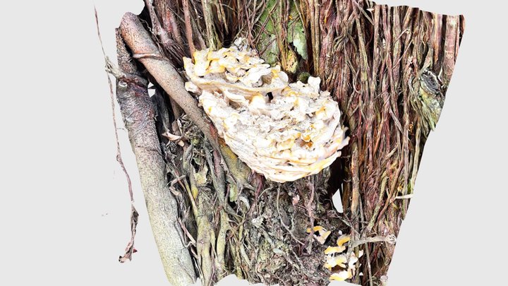 Laetiporus mushroom 3D Model