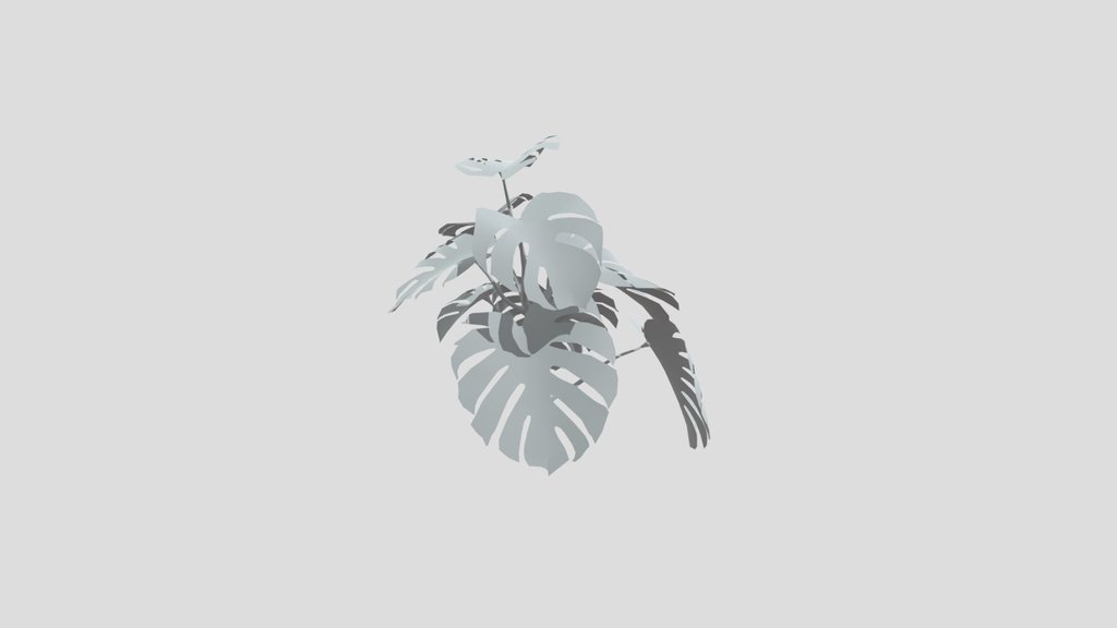 Monestera Plant Med Var
