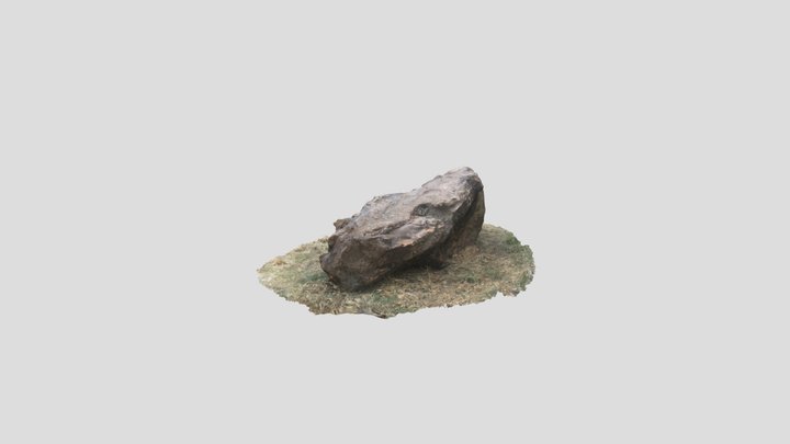ไม้กลายเป็นหิน 3D Model