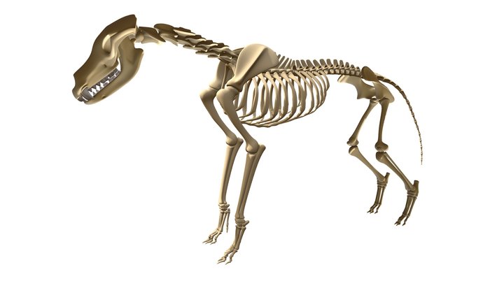 Wolf-skeleton 3D models - Sketchfab