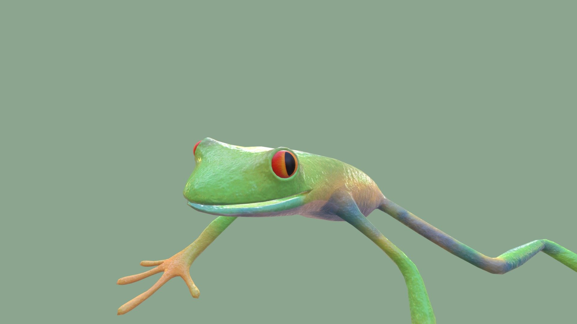 Red Eye FROG