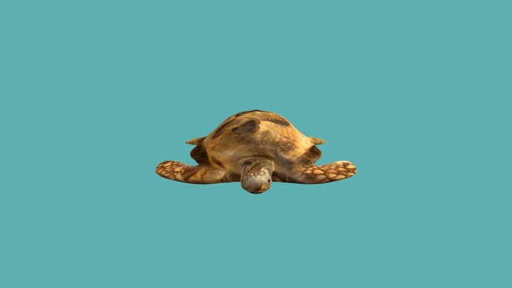 Turtle 3D Model