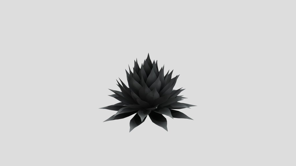 Plant Agave Parryi Large
