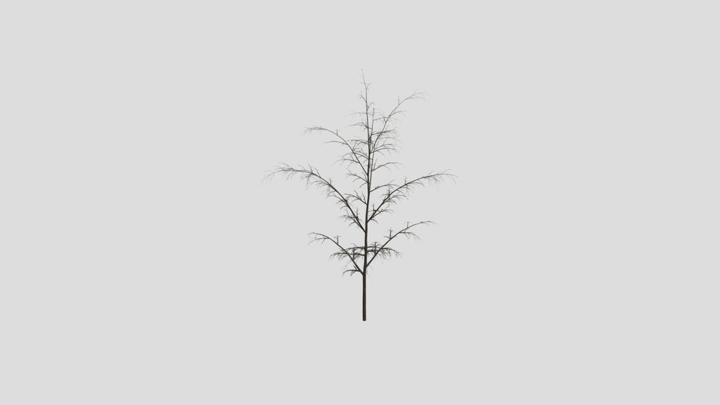 Norway Maple Tree