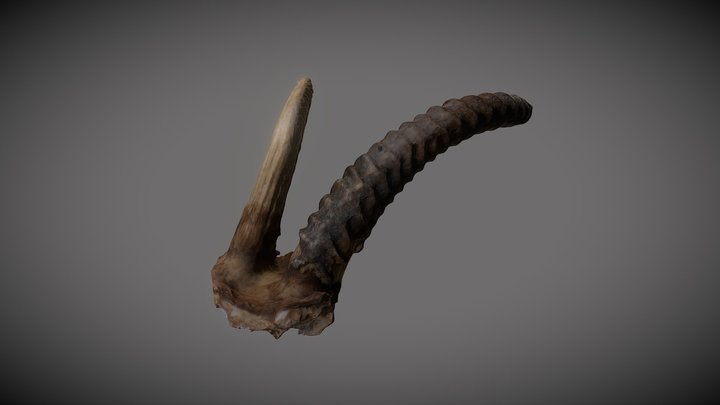 Gazelle skull cap and horns 3D Model