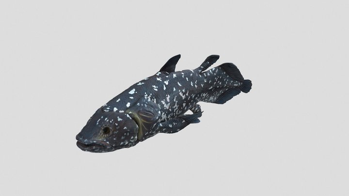 Coelacanth (Latimeria chalumnae) model 3D Model