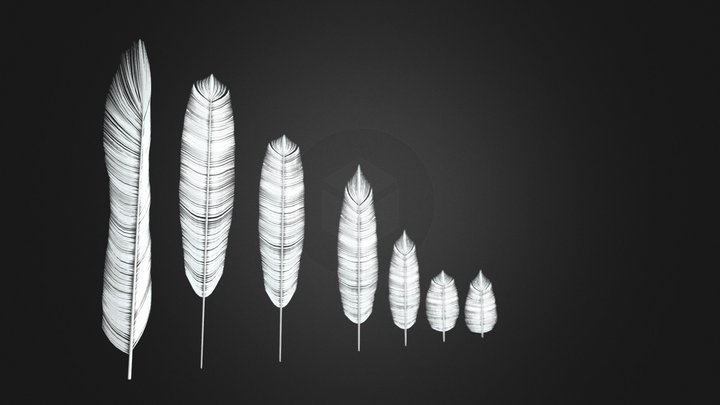 Feathers High Poly 3D Model