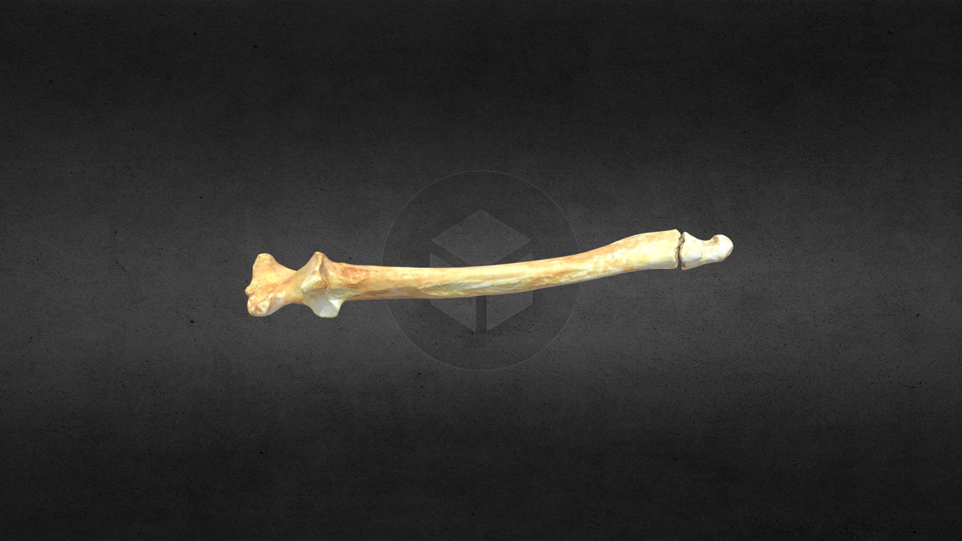 MSCC_007_U_americanus_left_ulna_mesh