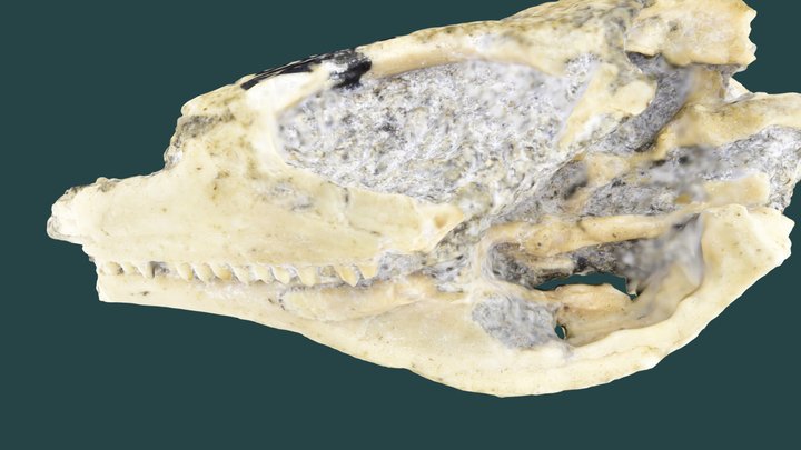 Published_LACM_6831_0_V_20929_1_Teiidae_Skull 3D Model