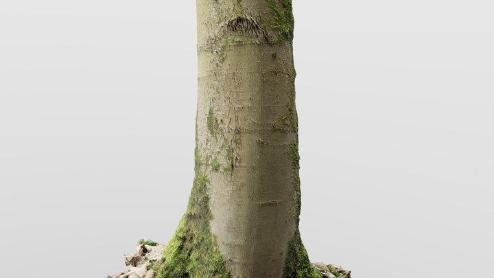 Mossy Beech Tree Trunk 3D Model
