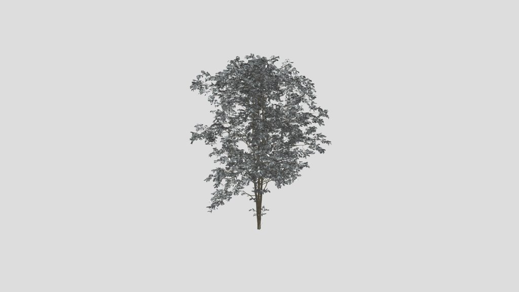 Combretum Molle Tree V4