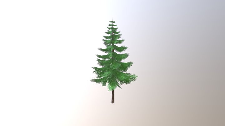 Fir Tree 3D Model