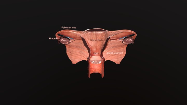Female Reproduction System 3D Model