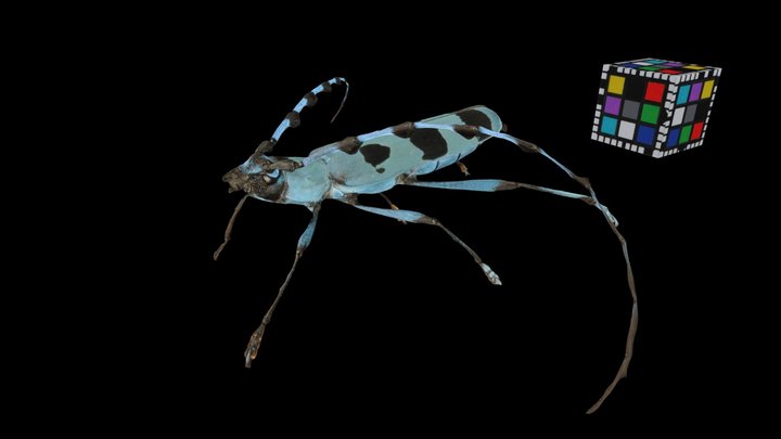 CC0 ルリボシカミキリ Blue Longhorn Beetle, R. bates