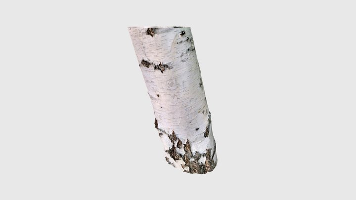 Birch bark raw scan 3D Model
