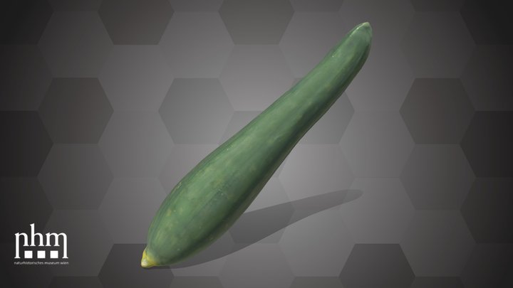 Cucumber (NHMW-AFW-DING-0046-131) – Modèle 3D gratuit STL