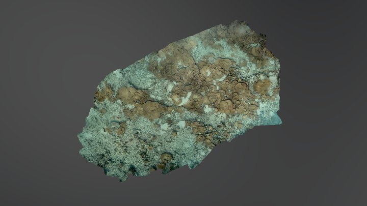 French Frigate Shoals: Site TC12 Transect 1 3D Model