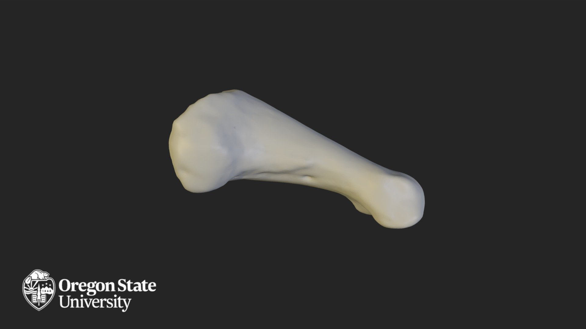 Proximal Phalange 5