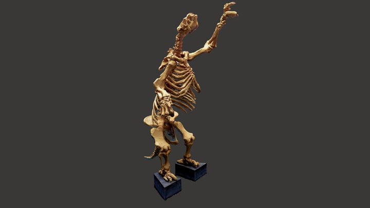 Eremotherium laurillard - Museu da Natureza – Modello 3D gratuito STL