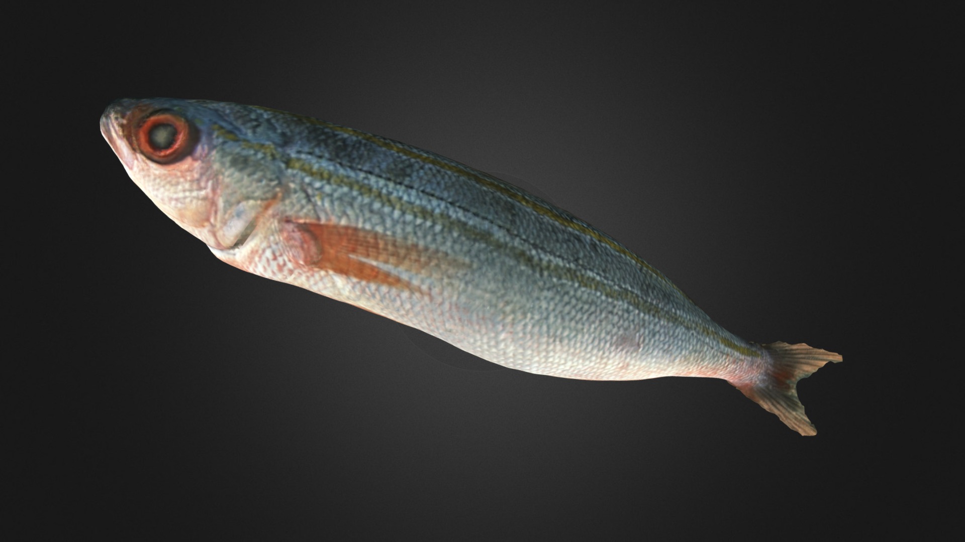 The Double-lined Fusilier - 3D model by amazingdesign [036ba98] - Sketchfab