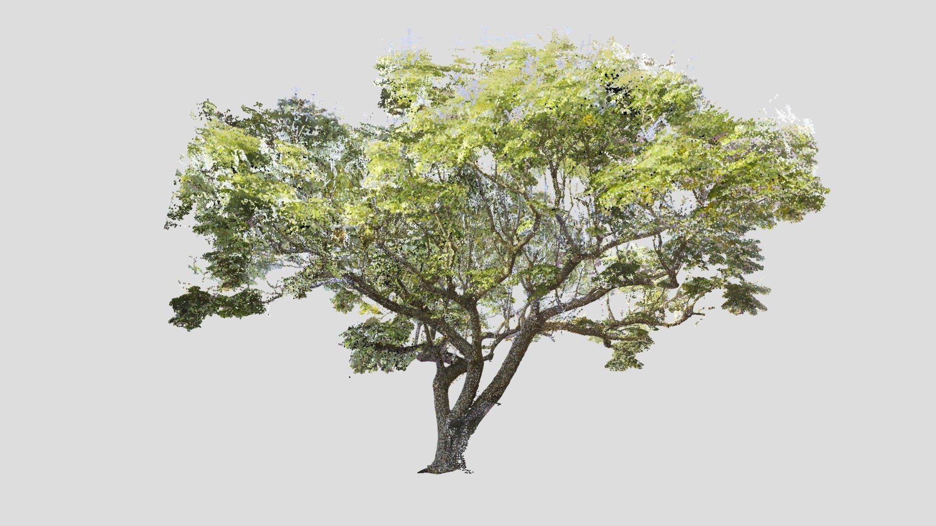 Tree Point Cloud