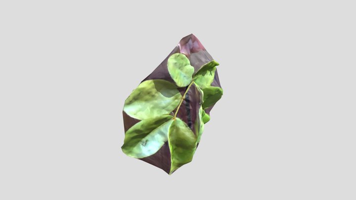 Guayacan Negro 3D Model