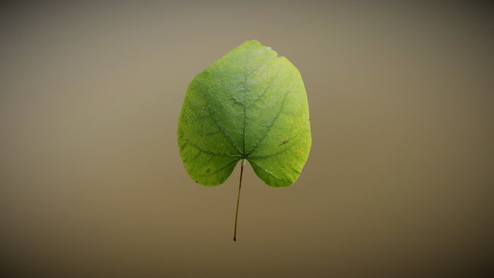 Redbud Leaf (2) 3D Model