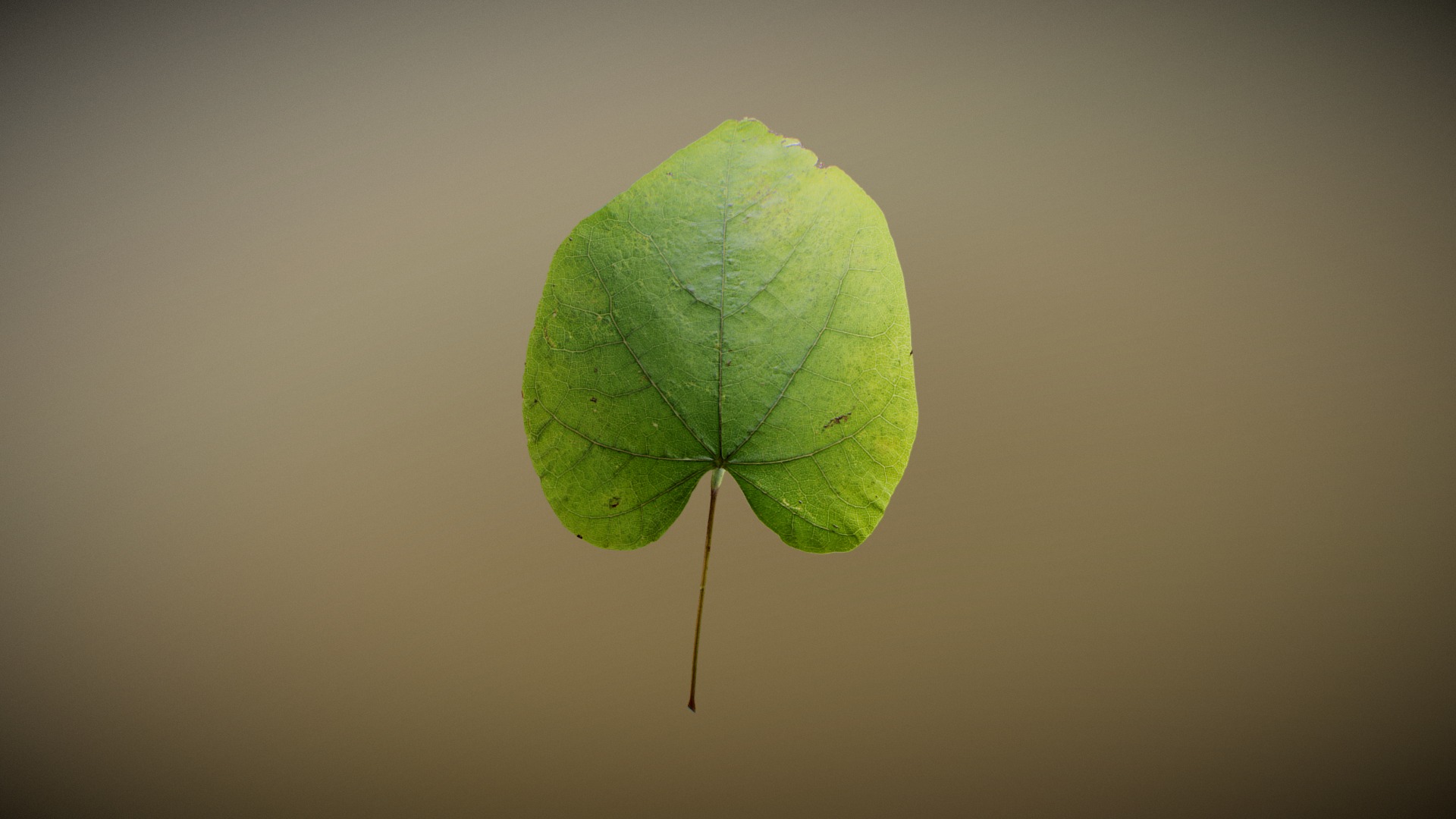 Redbud Leaf (2) - 3D model by Speedtree (@oakestrees) [036c528] - Sketchfab